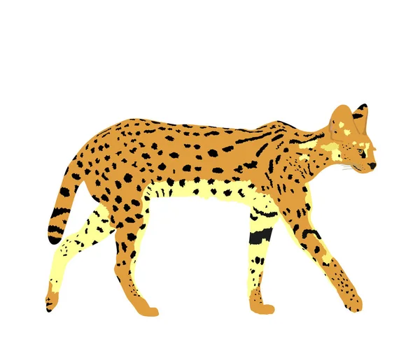 Serval Katt Vektor Illustration Isolerad Vit Bakgrund Leptailurus Serval Symbol — Stock vektor