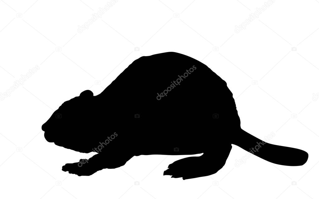 Beaver vector silhouette illustration isolated on white background. 