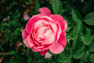 Bahçedeki pembe gül