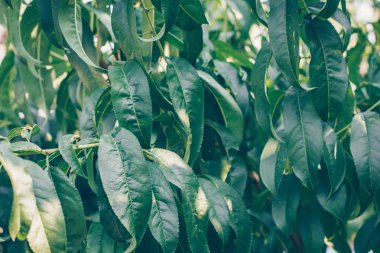 yeşil yapraklar arkaplan, kapat