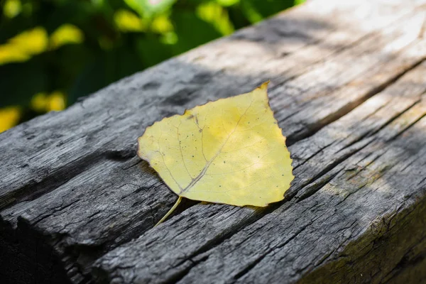 Hoja Álamo Otoño Banco Madera Fondo Concepto Otoño —  Fotos de Stock