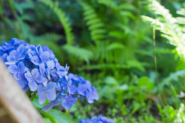 Μπλε Hydrangea Ανθοφορίας Στον Κήπο Φύση Φόντο — Φωτογραφία Αρχείου