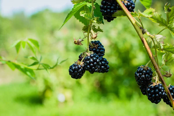 Ripe blackberries on the bush with green blurred garden as background. Summer Harvest Concept