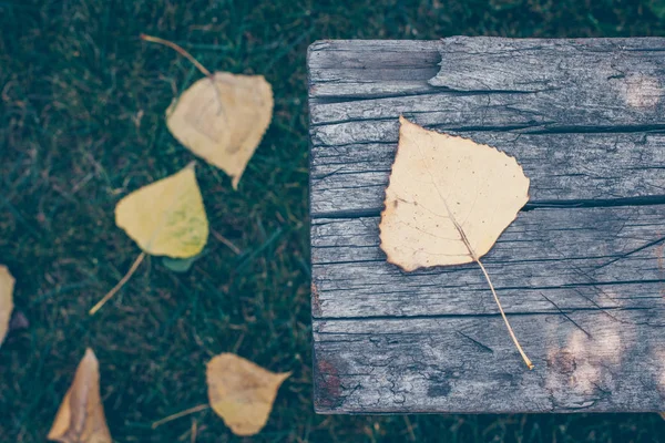 Feuille Peuplier Automne Sur Banc Fond Bois Concept Automne — Photo