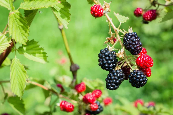 Summer Harvest Berry Concept. Ripe and unripe blackberries on the bush. Selective focus.