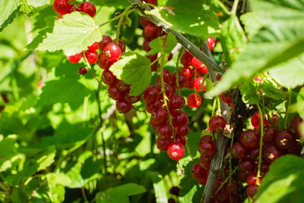 Groseilles Rouges Mûres Bush Groseille Dans Jardin — Photo