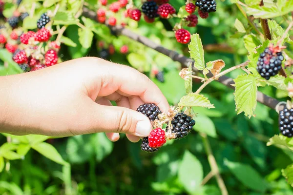 Bush ile seçici odak olgun ve olgunlaşmamış böğürtlen. Böğürtlen toplama eller. Eller böğürtlen tutun.