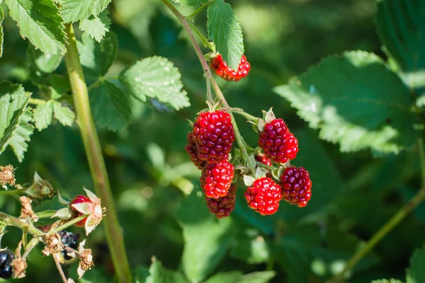 Nezralá Ostružiny Bushe Zahradě Rozmazané Pozadí Berry Letní Sklizeň Koncept — Stock fotografie