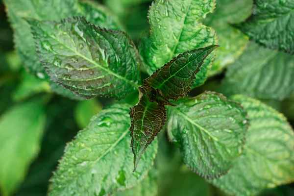 Folhas Verdes Arbusto Hortênsia Cima — Fotografia de Stock