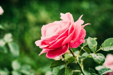 Pembe Gül Çiçekleri Güzel