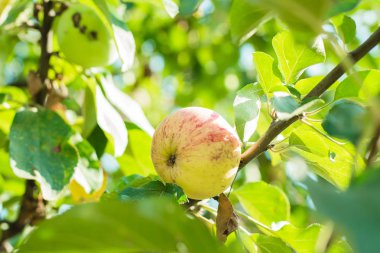 Elma ağacı dalı ile elma, yakın çekim