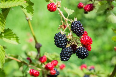Yaz hasat Berry kavramı. Olgun ve olgunlaşmamış böğürtlen Bush ile yeşil bahçe arka plan bulanık. Seçici odak.