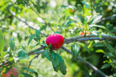 Olgun erik ağacı üzerinde. Yaz meyve hasat kavramı