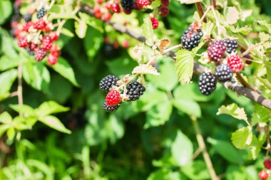 Olgun ve olgunlaşmamış böğürtlen Bush ile yeşil bahçe arka plan bulanık. Yaz Berry hasat kavramı