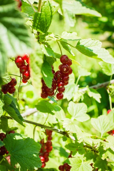 Groseilles Rouges Mûres Bush Groseille Dans Jardin — Photo