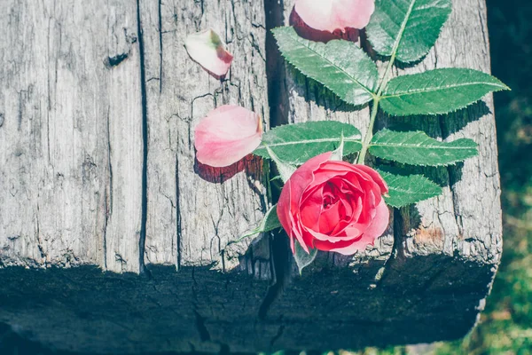 Ροζ Τριαντάφυλλο Λουλούδι Στην Ξύλινη Σανίδα Ρουστίκ Ρομαντική Ιδέα Χώρο — Φωτογραφία Αρχείου
