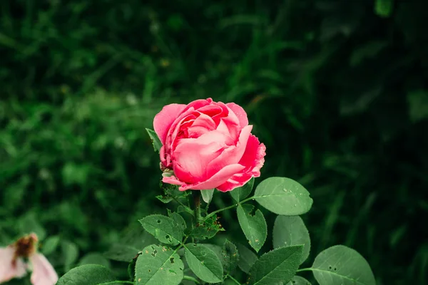 Ροζ Τριαντάφυλλο Στον Κήπο — Φωτογραφία Αρχείου