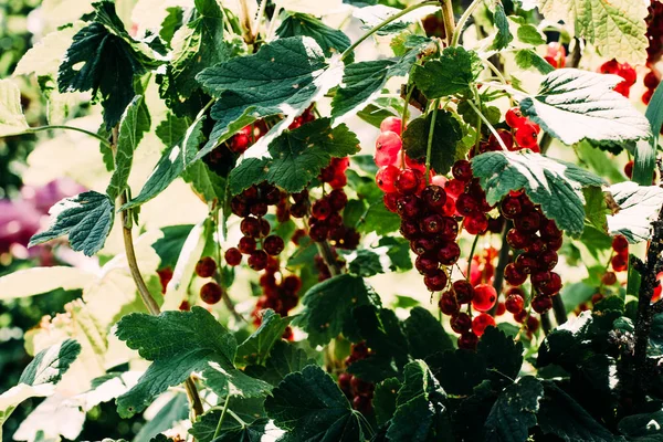 Groseilles Rouges Mûres Bush Groseille Dans Jardin — Photo
