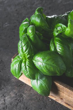 Koyu bir arka plan üzerinde taze yeşil fesleğen. Yemek geçmişi. Aromalı fesleğen banch