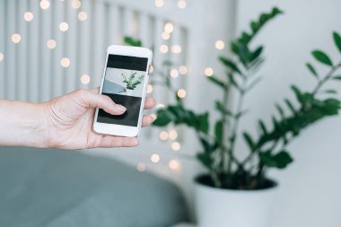 Kadın elleri akıllı telefon ile fotoğraf yapmak. Yatağın yanında başucunda beyaz tencerede Ev bitki yeşil ficus. Beyaz yatak odası İskandinav iç