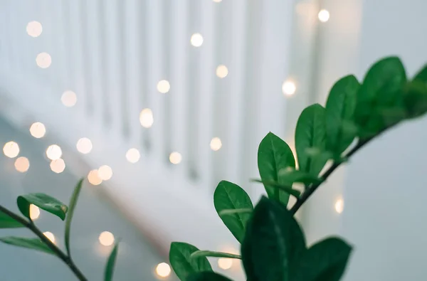 Hus växt grön Ficus i vit kruka nära sängen. Vit sovrum inredning — Stockfoto