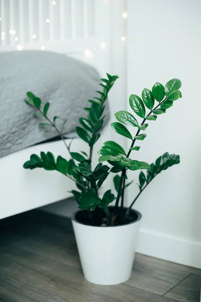 Casa pianta ficus verde in vaso bianco al piano vicino al letto. Camera da letto bianca interno — Foto Stock