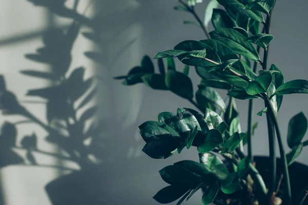 House plant and shadow of flowers in the living room — Stock Photo, Image