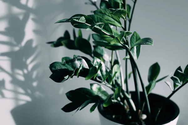 Maison plante et ombre de fleurs dans le salon — Photo