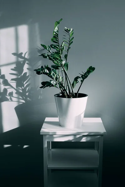 House plant and shadow of flowers in the living room — Stock Photo, Image