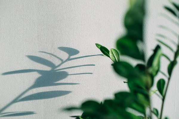 Shadows of flowers house plant on wall wallpapers grey background. Desing, ard, abstract concept. — Stock Photo, Image