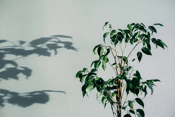 Shadows of flowers house plant on wall wallpapers grey background. Desing, ard, abstract concept. — Stock Photo, Image