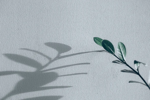 Shadows of flowers house plant on wall wallpapers grey background. Desing, ard, abstract concept. — Stock Photo, Image