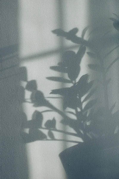 花屋植物的阴影在墙上壁纸灰色背景。德明、 阿尔德、 抽象概念. — 图库照片