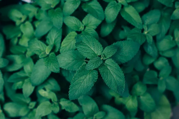 Folhagem verde escura, fundo da natureza. Mint Plant Crescer fundo — Fotografia de Stock