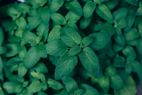 Feuillage vert foncé, fond nature. Menthe plante cultiver fond — Photo