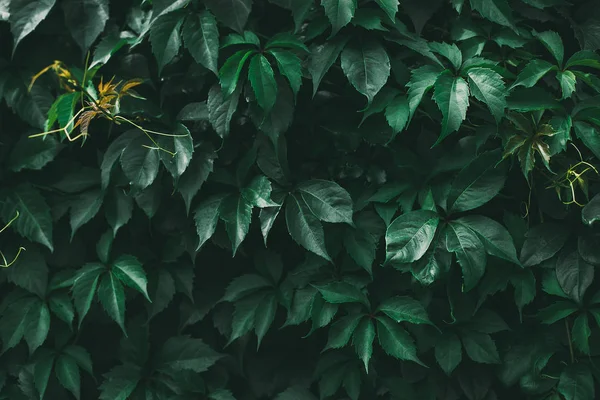 Yeşil yaprak dokusu. Yaprak dokusu arka planı. Çimenlerin doğal dokusu. Sonbahar yaprakları. Vahşi üzümler. Sonbahar yapraklarının dokusu. — Stok fotoğraf