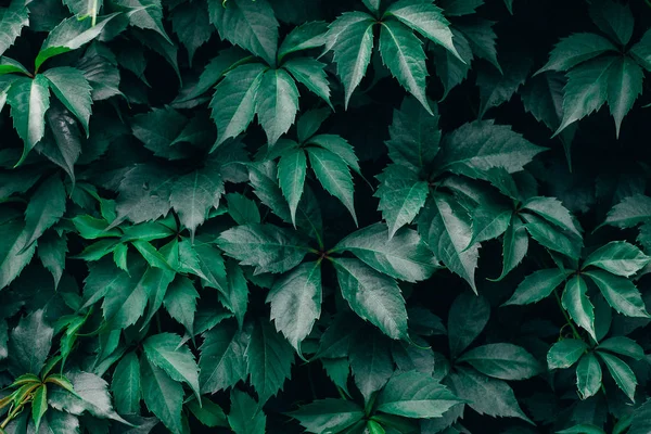 Beau fond vert foncé. Texture des feuilles de raisin sauvage — Photo