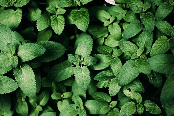 Frunze verzi, fundal natural. Mint Plant Grow Background — Fotografie, imagine de stoc