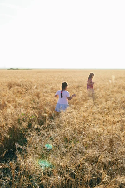 Две маленькие девочки ходят по пшеничному полю на закате. Отпуск, летний или осенний вечер . — стоковое фото