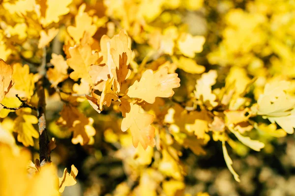 Rama de roble con hojas anaranjadas y amarillas en el bosque en otoño. Fondo de la naturaleza. Temporada de otoño —  Fotos de Stock