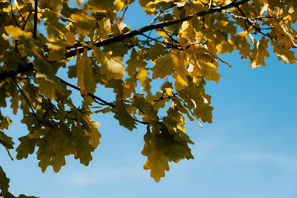Ekgren med orange och gula löv i skogen på hösten. Naturbakgrund. Höstsäsong — Stockfoto