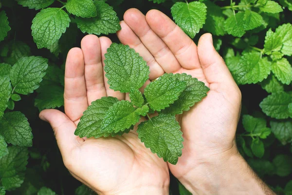 Frunzele Mentă Mâinile Bărbaţilor Green Mint Plant Grow Background — Fotografie, imagine de stoc