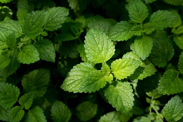 Fundal Texturat Verde Mint Leaves Background — Fotografie, imagine de stoc