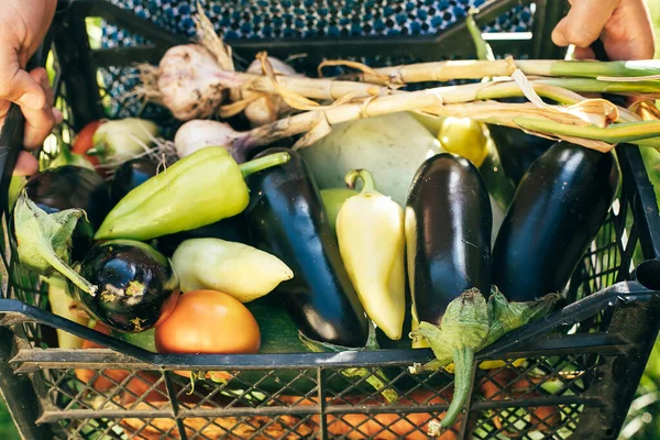 Homem Segurando Caixa Com Legumes Frescos Colheita Verão Outono — Fotografia de Stock