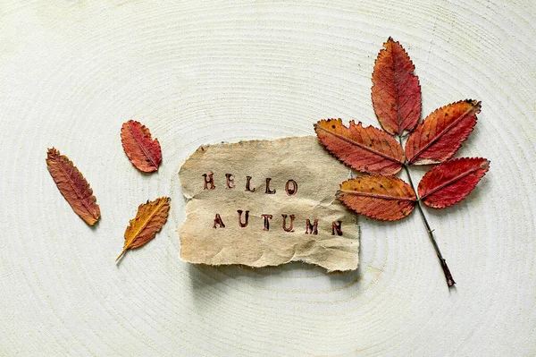 종이에는 자연목 배경에 Hello Autumn 이라는 단어가 낙엽이 배경에 — 스톡 사진