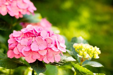 Bahçedeki Pembe Çiçekli Ortanca. Doğa Arkaplanı