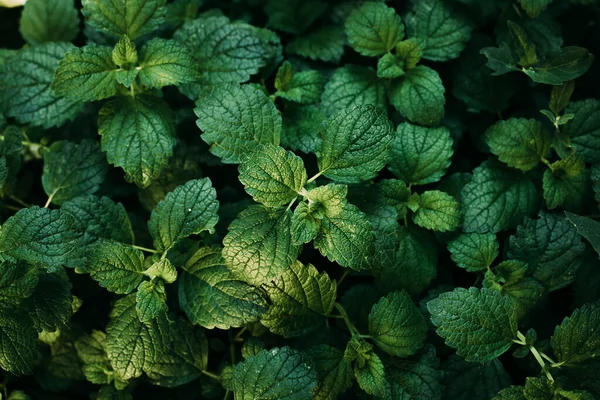 Planta Hortelã Verde Cresce Fundo — Fotografia de Stock