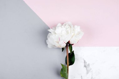 Pastel pembe gri mermer arka planda beyaz önlük çiçeği. Küçük bir geçmişi ve şakayığı var. Sevgililer Günü, Paskalya, Doğum günü, Anneler Günü. Düz konum, üst görünüm, kopyalama alanı