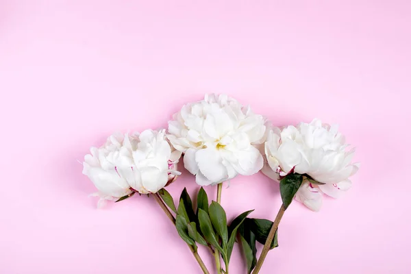 Vit Peon Blomma Pastell Rosa Bakgrund Minimal Bakgrund Med Pion — Stockfoto
