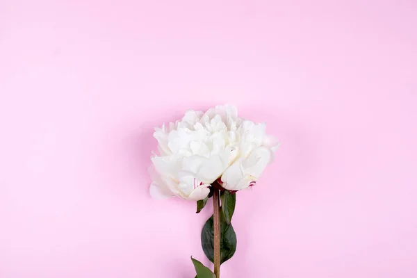 Vit Peon Blomma Pastell Rosa Bakgrund Minimal Bakgrund Med Pion — Stockfoto